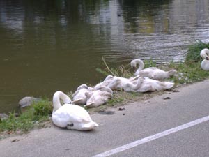 DSCF3998.jpg